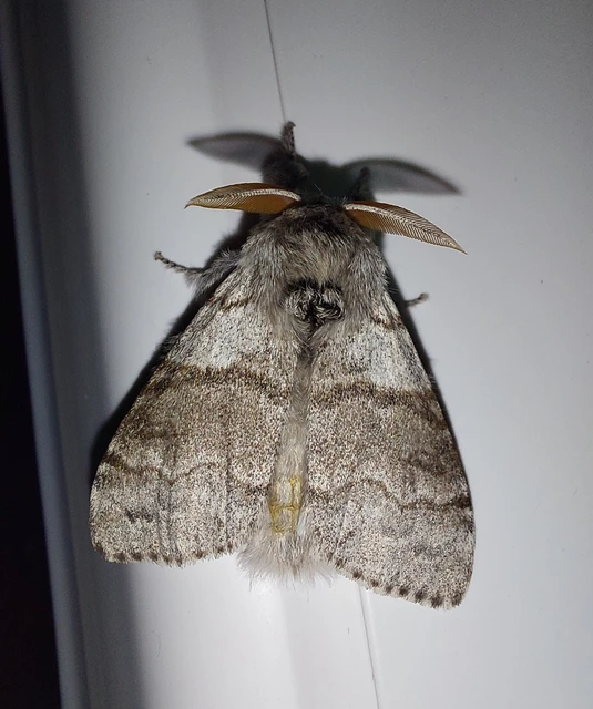 Calliteara pudibunda - hamvasszövő