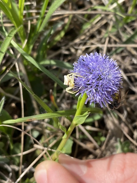 Thomisus onustus - fehér karolópók