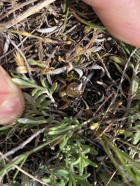 Xysticus