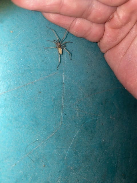 Cheiracanthium