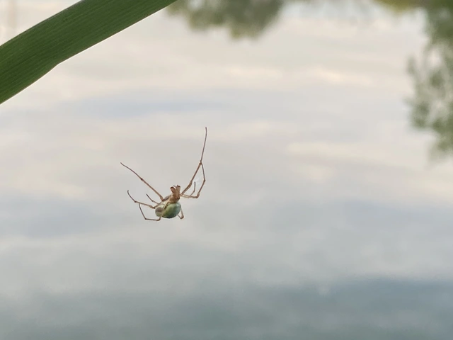 Tetragnatha