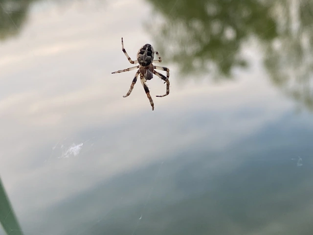 Larinioides cornutus - nádi keresztespók