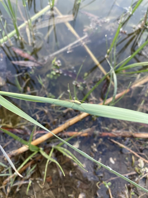 Tetragnatha