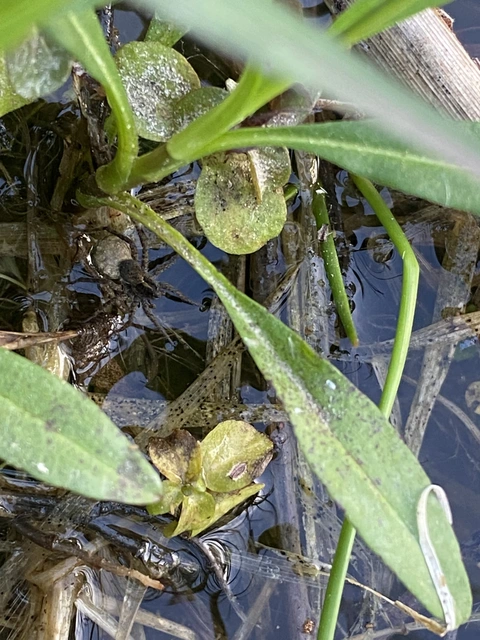 Pardosa