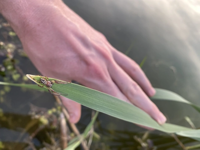 Larinioides cornutus - nádi keresztespók