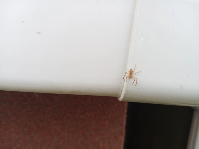 Philodromus