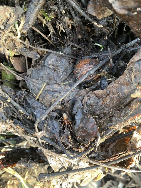 Dysderidae - fojtópókok
