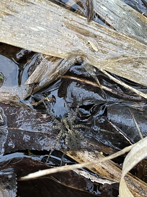 Pardosa