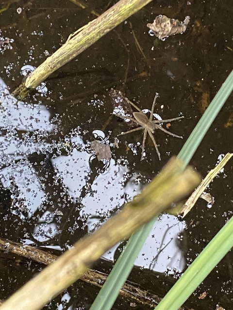 Dolomedes plantarius - parti vidrapók