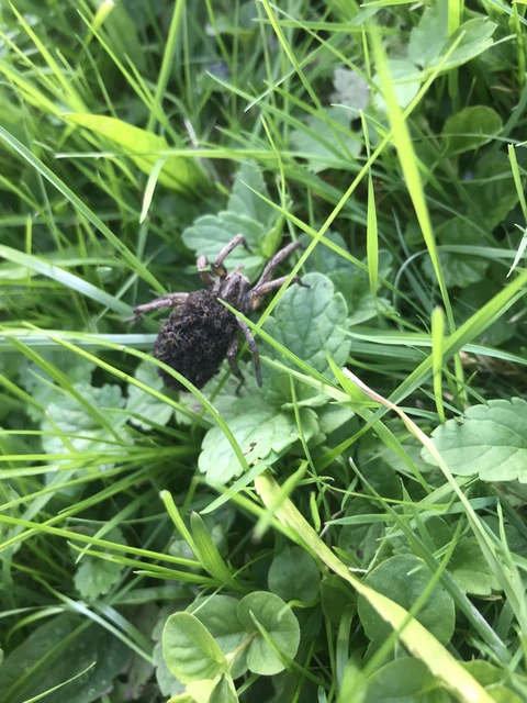 Hogna radiata - réti farkaspók