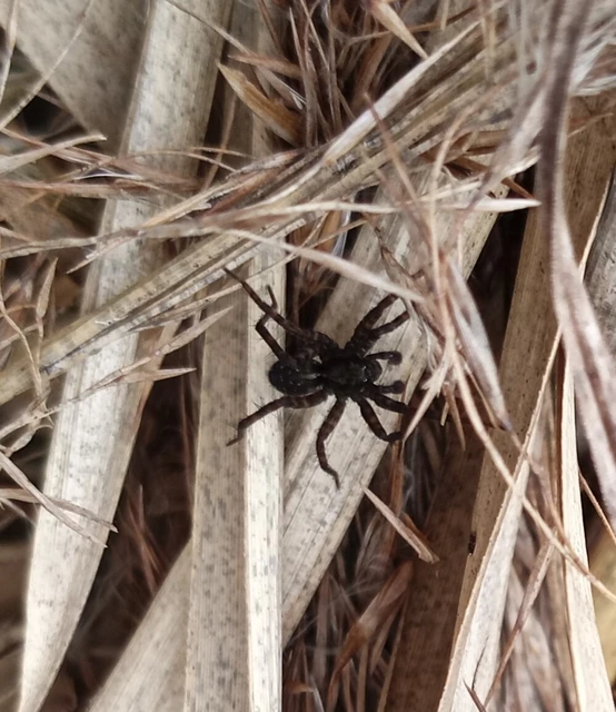 Pardosa