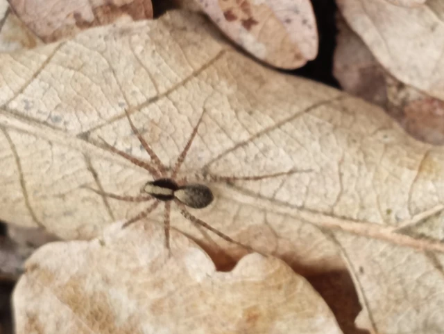 Pardosa alacris/lugubris