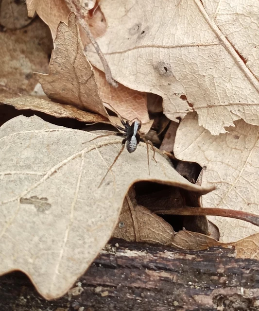 Pardosa alacris/lugubris