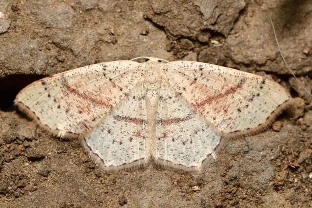 Cyclophora punctaria - sávos pettyesaraszoló
