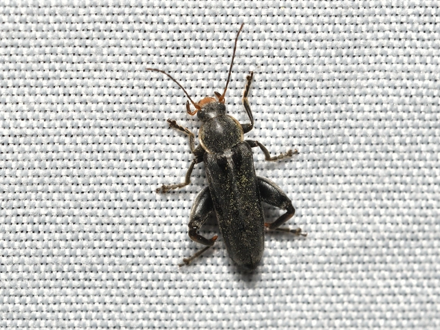 Osphya bipunctata - kétalakú komorka