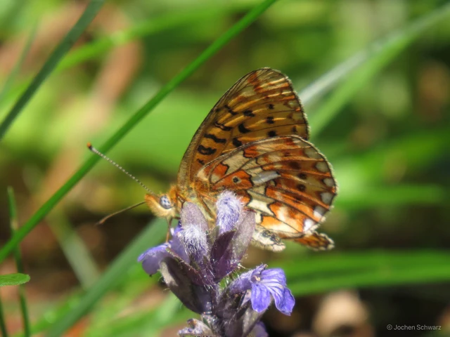 Boloria euphrosyne - árvácska-gyöngyházlepke