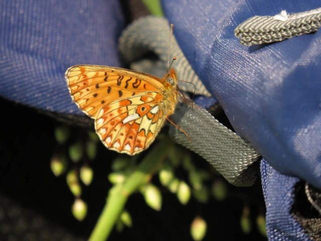 Boloria euphrosyne - árvácska-gyöngyházlepke