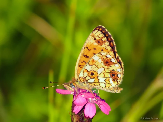 Boloria selene - fakó gyöngyházlepke