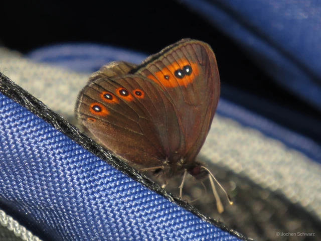 Erebia medusa - tavaszi szerecsenlepke