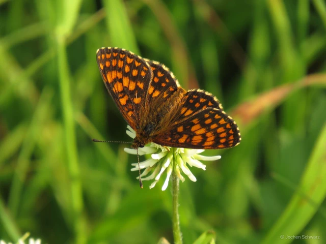 Melitaea athalia/aurelia/britomartis