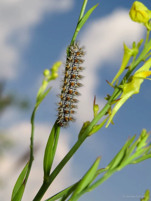 Melitaea didyma - tüzes tarkalepke