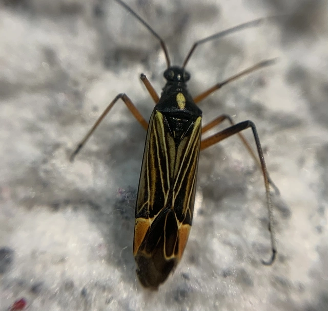 Miris striatus - sávos mezeipoloska