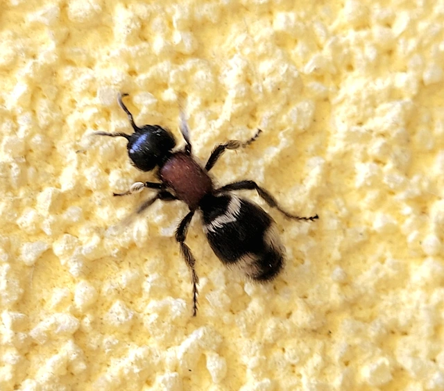 Mutillidae - hangyadarazsak