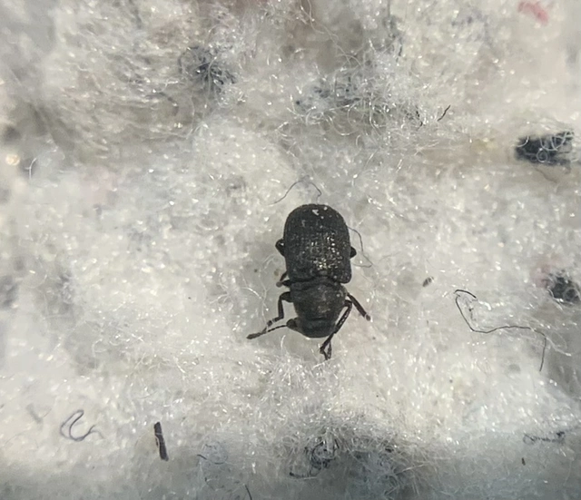 Rhaphitropis marchica - szalagos orrosbogár Rhaphitropis marchica - szalagos orrosbogár