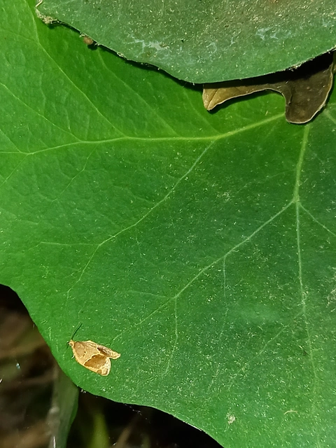 Clepsis dumicolana - borostyánmoly