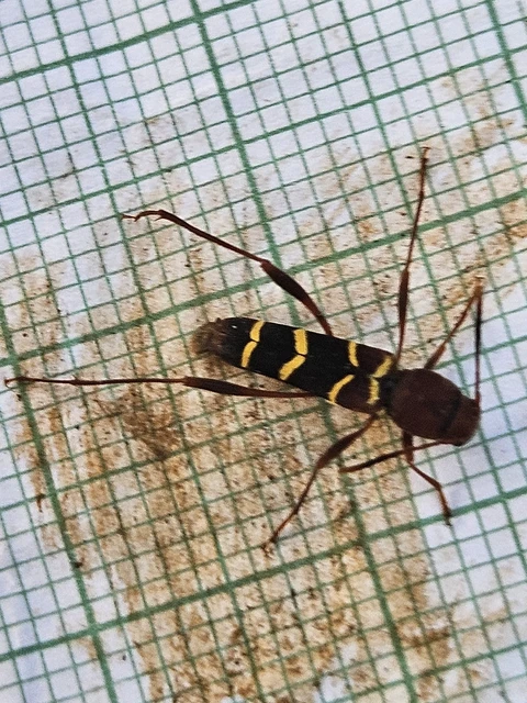 Neoclytus acuminatus - amerikai darázscincér