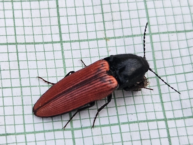 Ampedus