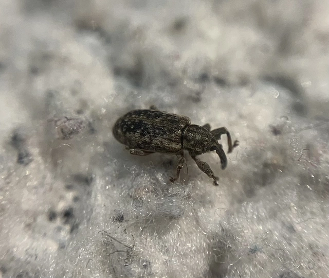 Dorytomus suratus - sárgalábú hangormányos