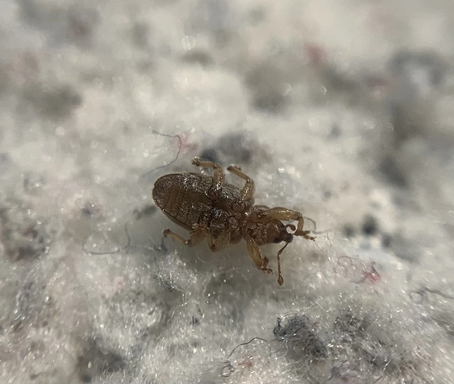 Dorytomus villosulus - sárgás hangormányos