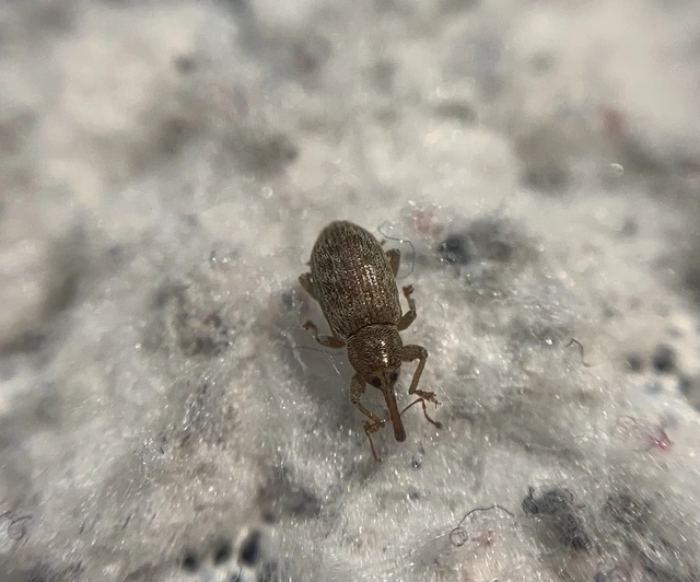 Dorytomus villosulus - sárgás hangormányos