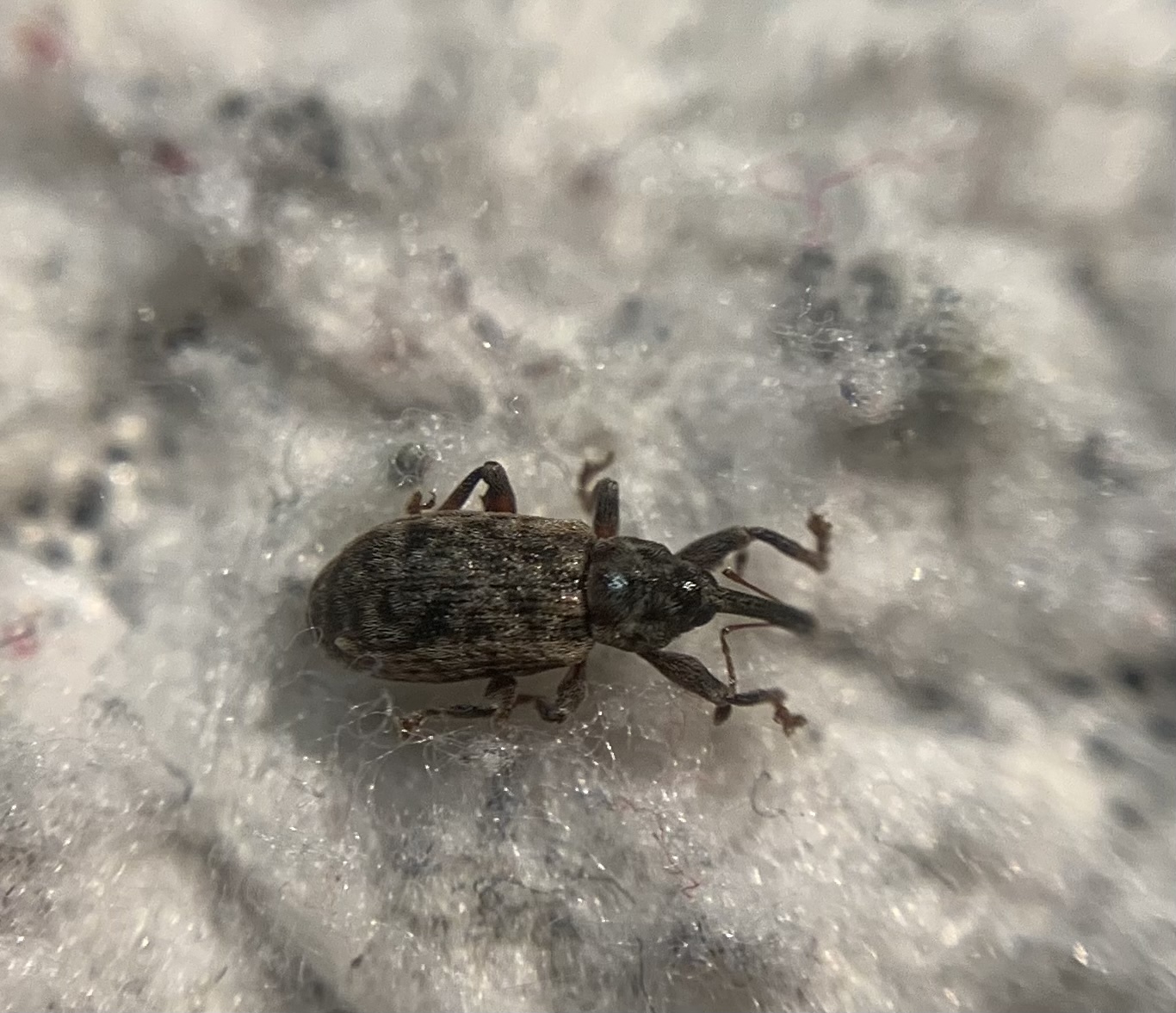 Dorytomus dejeani - közönséges hangormányos