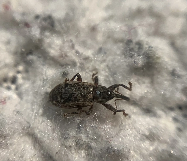Dorytomus dejeani - közönséges hangormányos