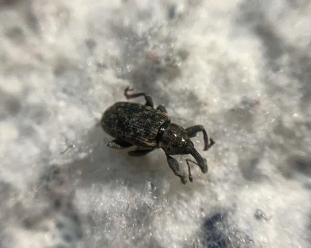 Dorytomus taeniatus - kecskefűz-hangormányos