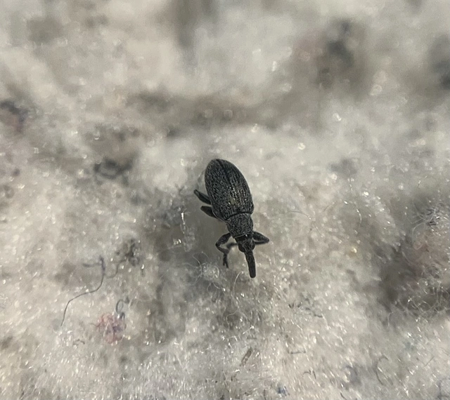 Catapion seniculus - lóhereszár-cickányormányos Catapion seniculus - lóhereszár-cickányormányos