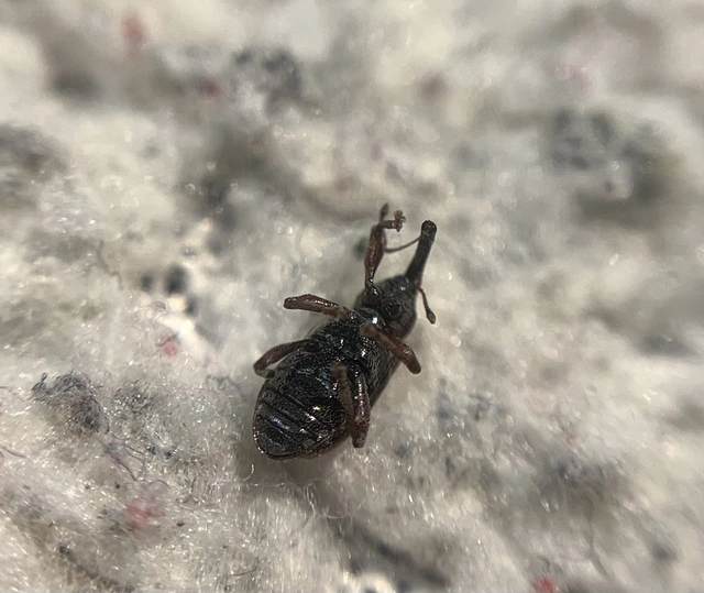 Dorytomus dejeani - közönséges hangormányos