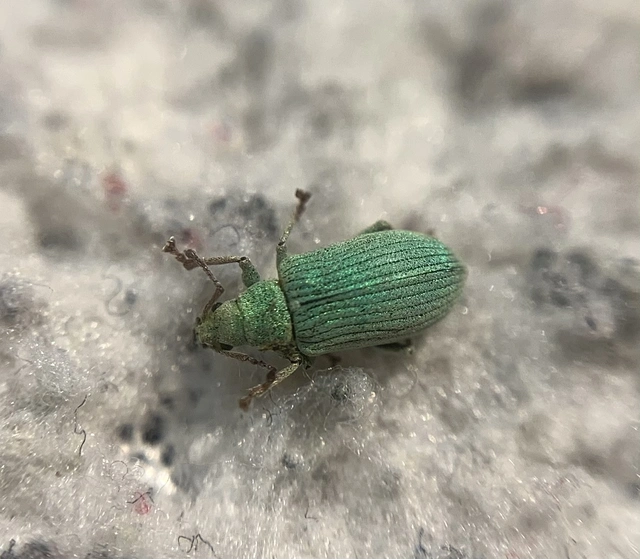Phyllobius virideaeris - halványzöld levélormányos