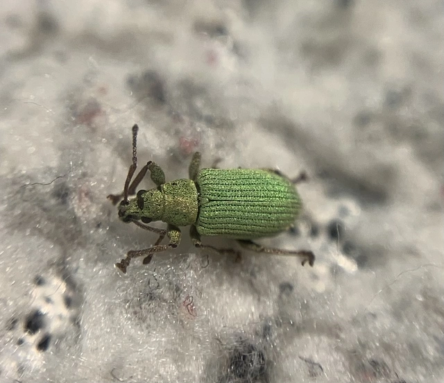 Phyllobius virideaeris - halványzöld levélormányos