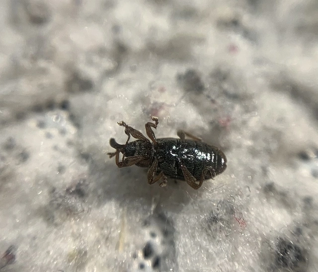 Dorytomus taeniatus - kecskefűz-hangormányos