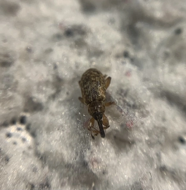 Dorytomus taeniatus - kecskefűz-hangormányos