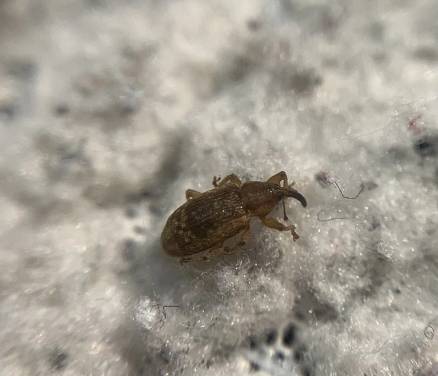 Dorytomus melanophthalmus - sárgaorrú hangormányos
