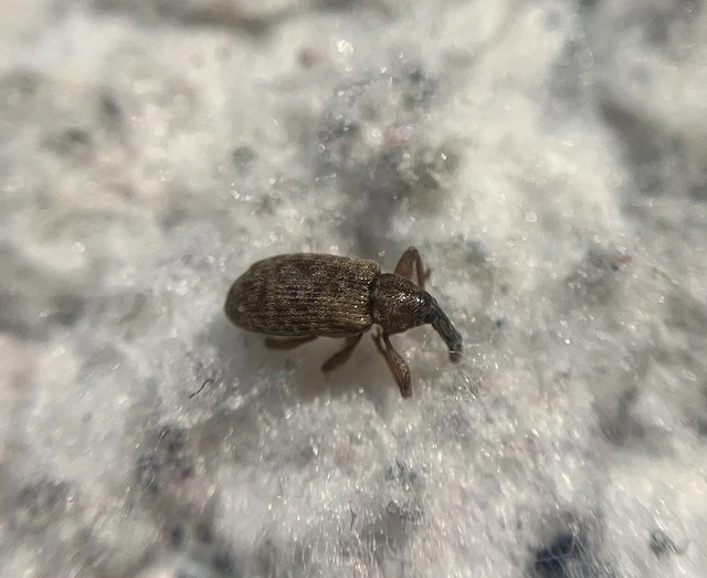 Dorytomus taeniatus - kecskefűz-hangormányos