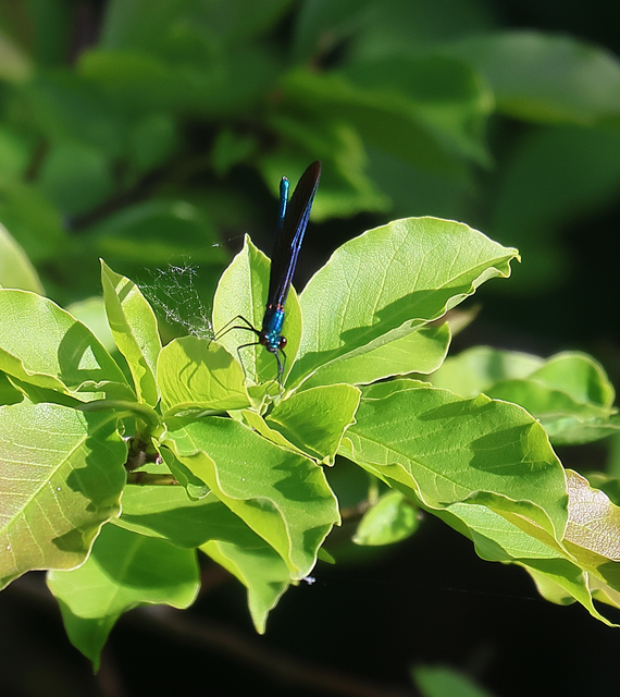 Calopteryx virgo - kisasszony-szitakötő