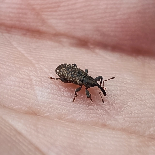 Dorytomus