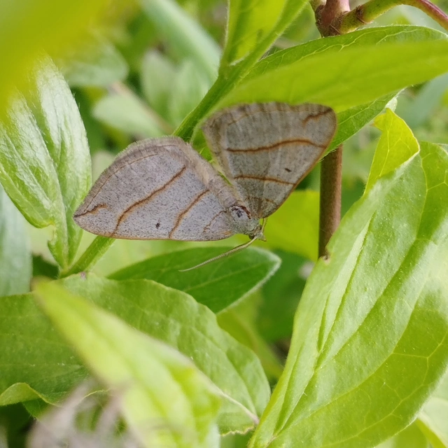 Scotopteryx mucronata/luridata/ignorata