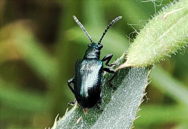 Lema cyanella - kék aszatbogár