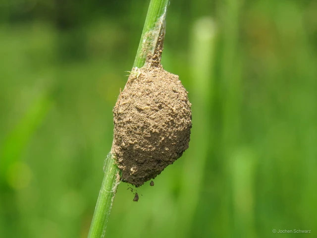 Agroeca